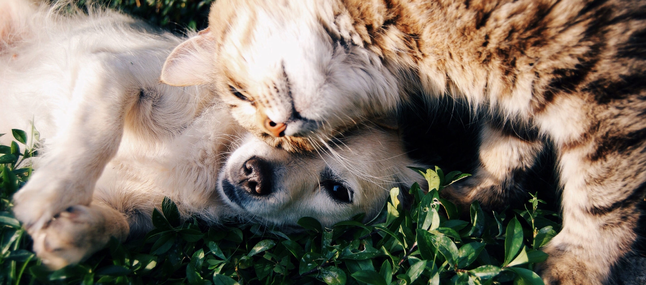 Cat and Dog Cat and Dog